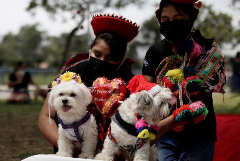 Halloween Party for Pets in Peru