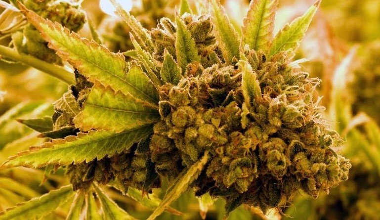Florida recreational cannabis ballot