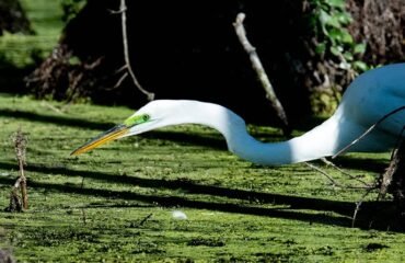 Supreme Court wetlands decision impact