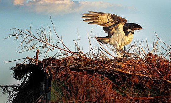 osprey reproduction challenges Chesapeake