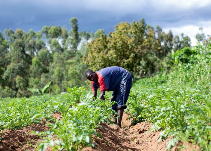 farmworkers harvesting crops