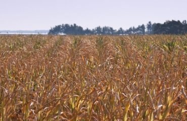 Iowa corn harvest delay rain