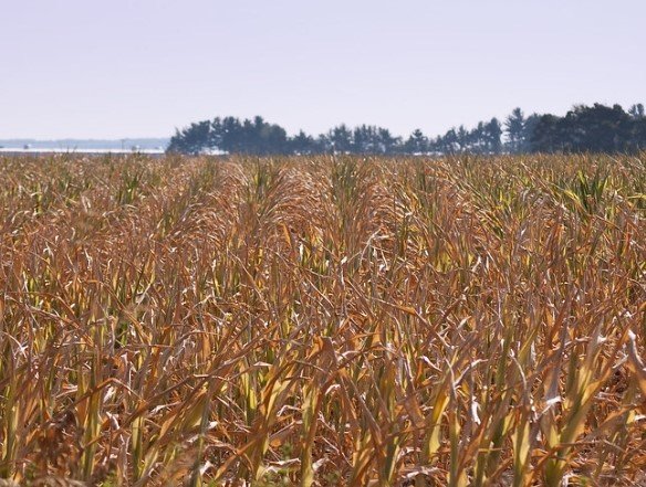 Iowa corn harvest delay rain