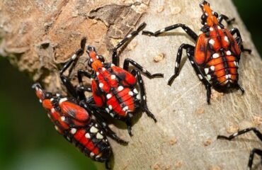 Spotted lanternfly Georgia