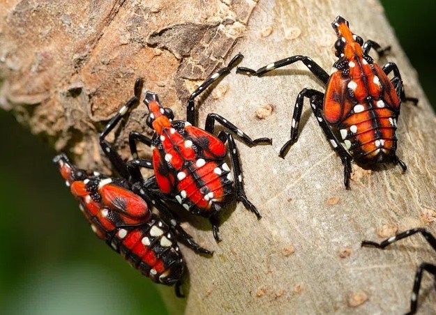 Spotted lanternfly Georgia