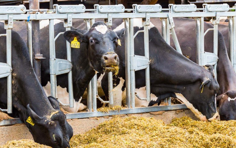 Oregon bird flu testing raw milk