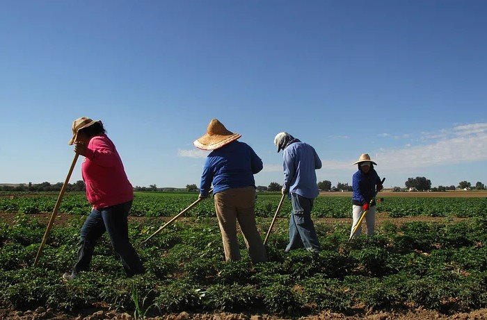 U.S. farmworkers in fields