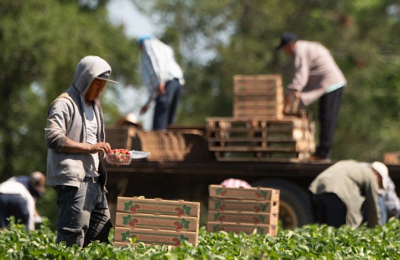 migrant farm workers Georgia agriculture