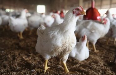 bird flu outbreak in poultry farm