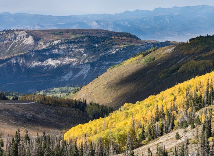 Manti-La Sal National Forest logging protest