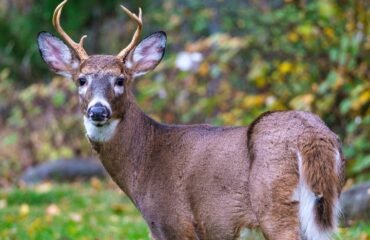 white-tailed deer hunting Pennsylvania