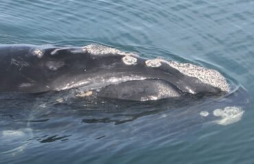 North Atlantic Right Whale conservation