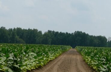 North Carolina tobacco